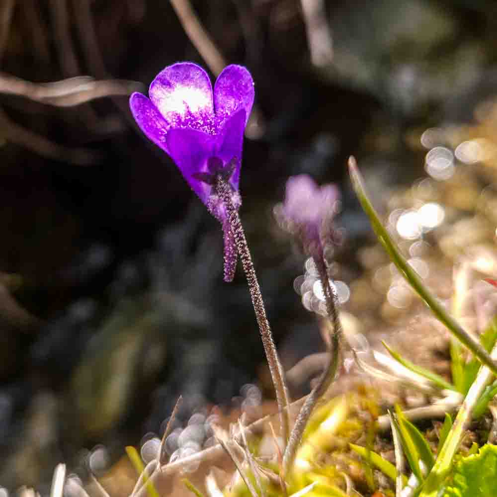 Beschreibung 1