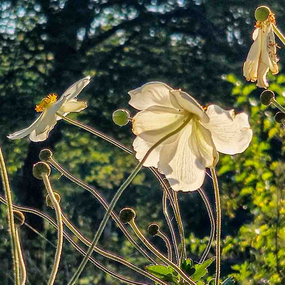 Beschreibung 1
