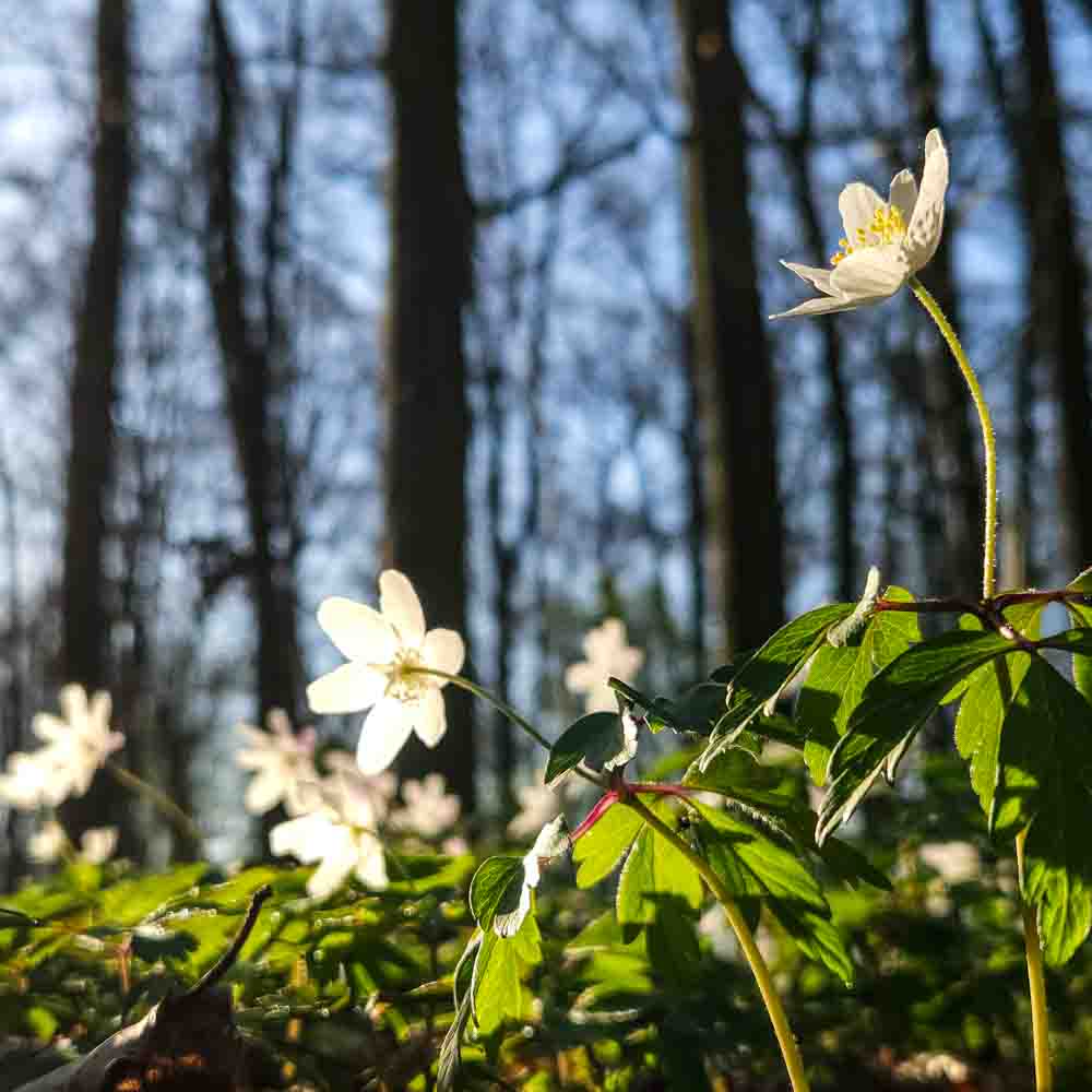 Beschreibung 1
